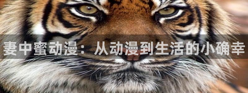 哈哩哈哩4：妻中蜜动漫：从动漫到生活的小确幸